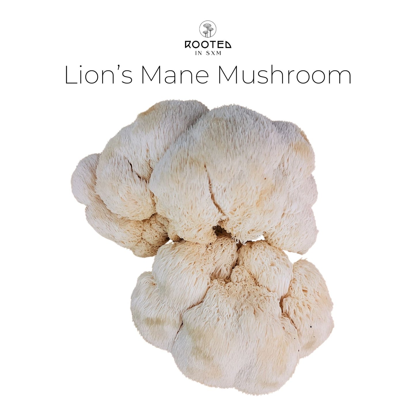 Lion's Mane