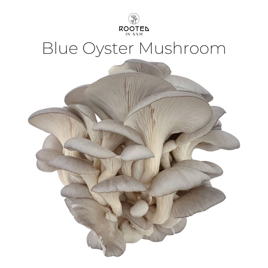 Blue Oyster Mushrooms