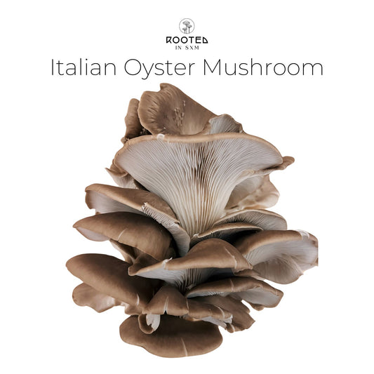 Italian Oyster Mushrooms