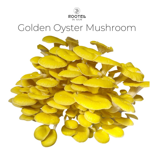 Golden Oyster mushrooms