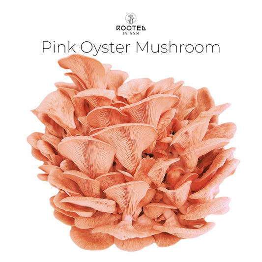 Pink Oyster Mushrooms