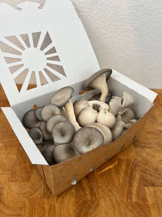 Blue Oyster Mushrooms